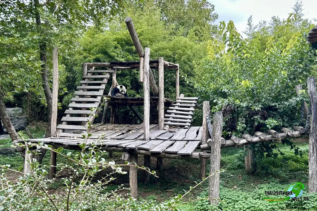 Großer Panda im Pairi Daiza - 2025