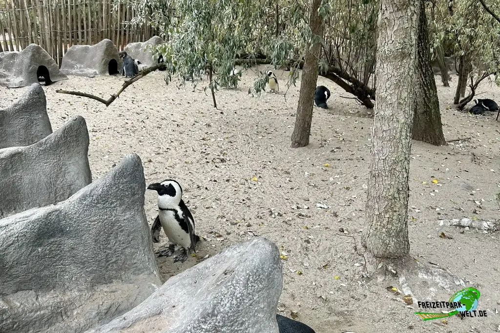 Brillenpinguine im Pairi Daiza - 2025