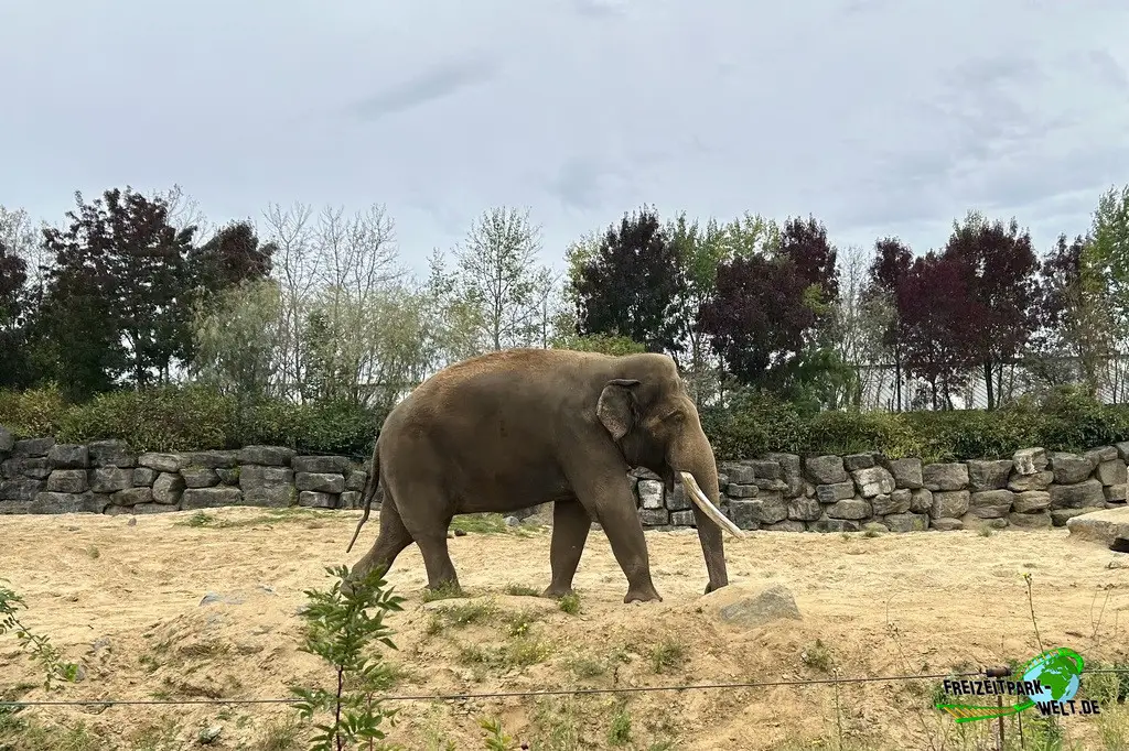 Asiatischer Elefant im Pairi Daiza - 2025