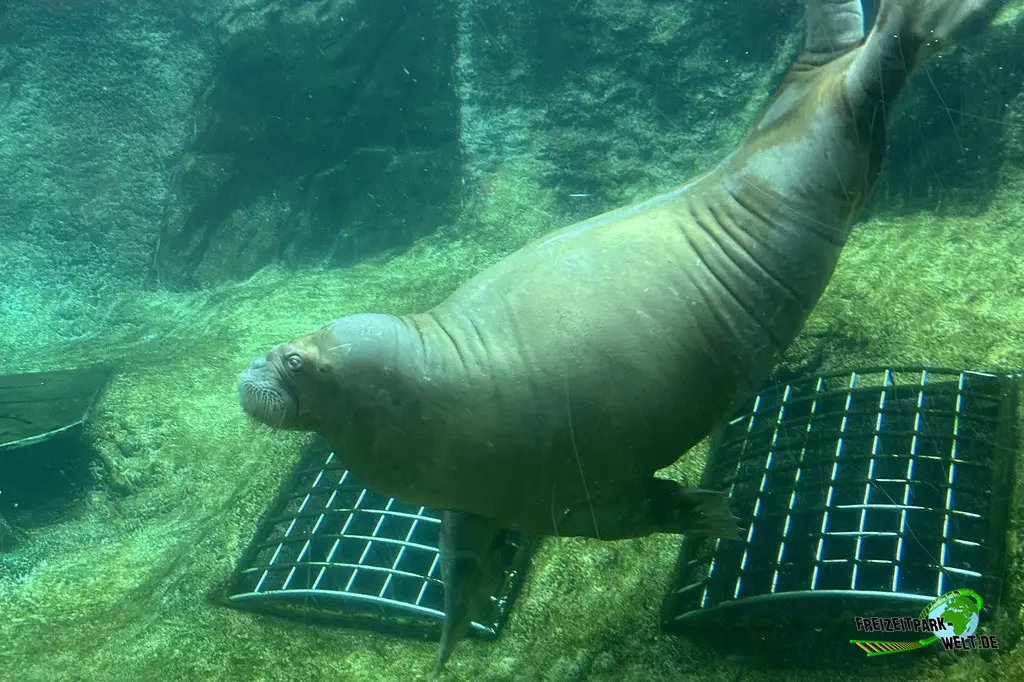 Walross im Pairi Daiza - 2025