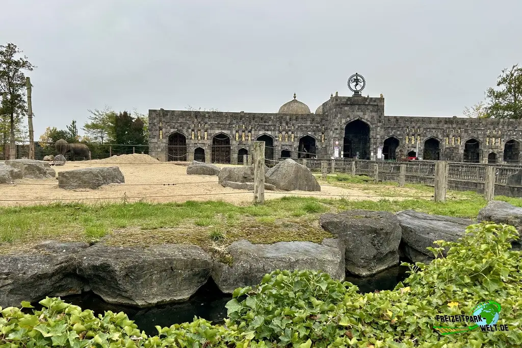 Indischer Elefant im Pairi Daiza - 2025