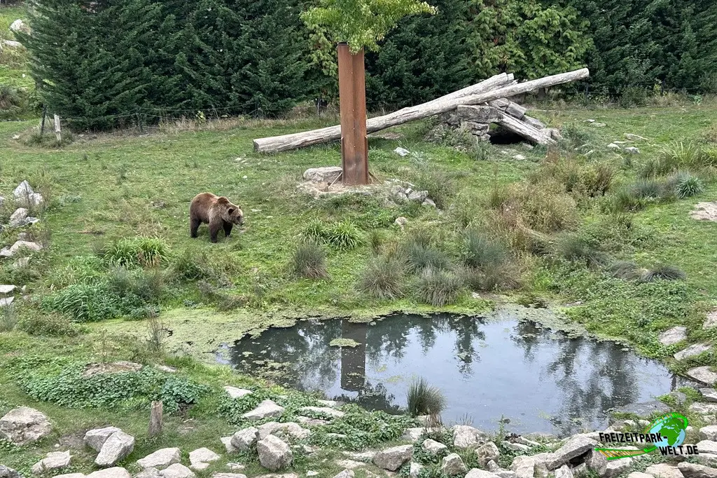 Braunbär im Pairi Daiza - 2025