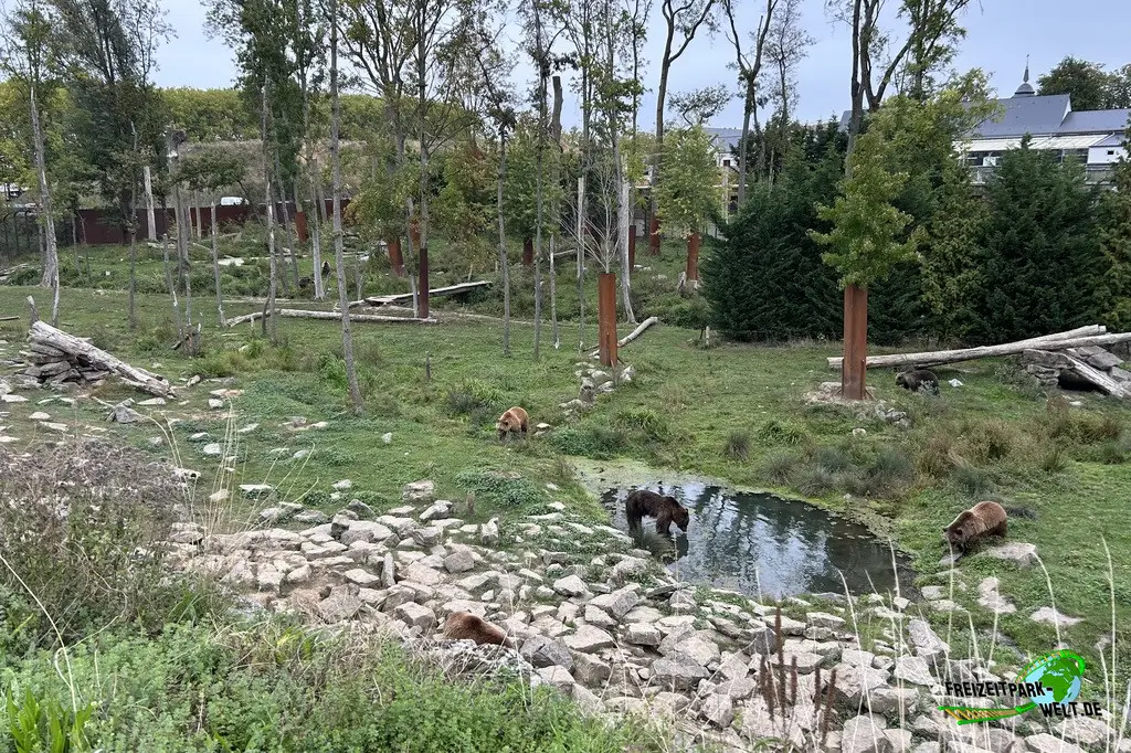 Braunbär im Pairi Daiza - 2025