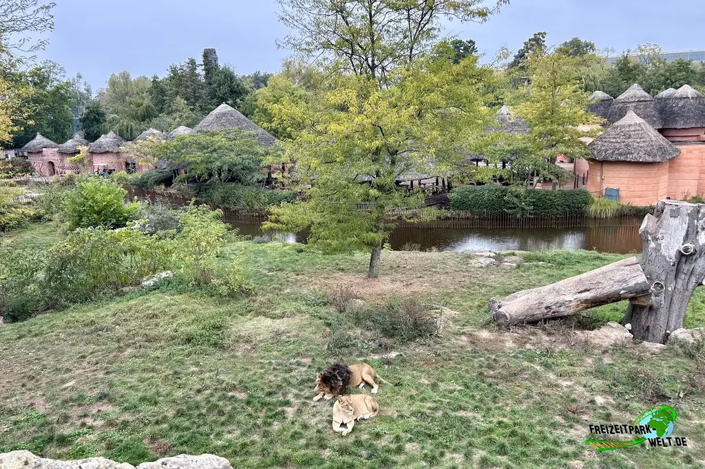 Berberlöwe im Pairi Daiza - 2025