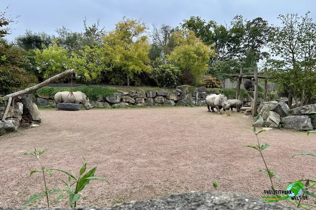 Nashorn im Pairi Daiza - 2025