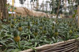 Mini-Galerie Pairi Daiza Foto 2