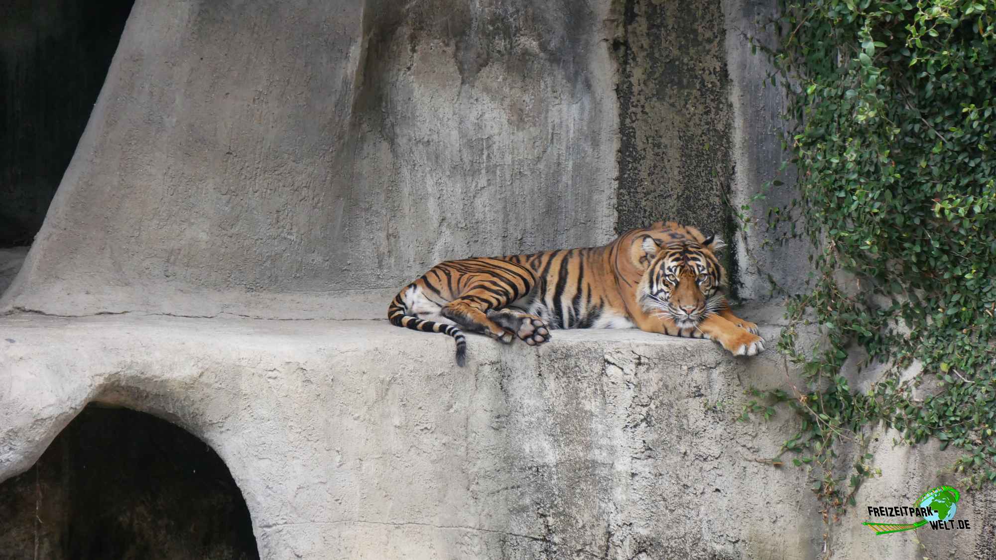 Sibirischer Tiger - San Francisco Zoo | Freizeitpark-Welt.de