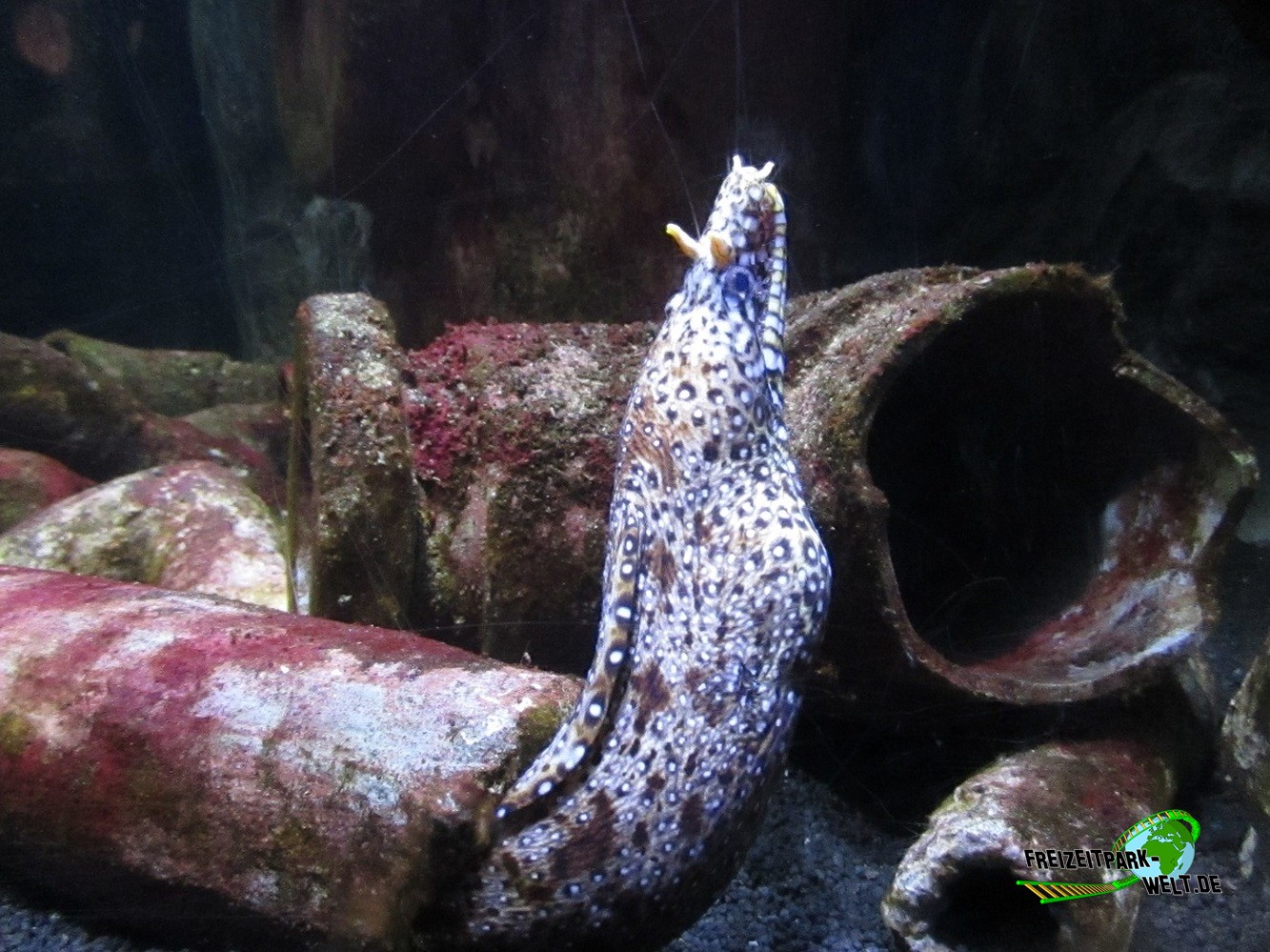 Foto Galerie 2015 - SEA LIFE Königswinter | Freizeitpark-Welt.de