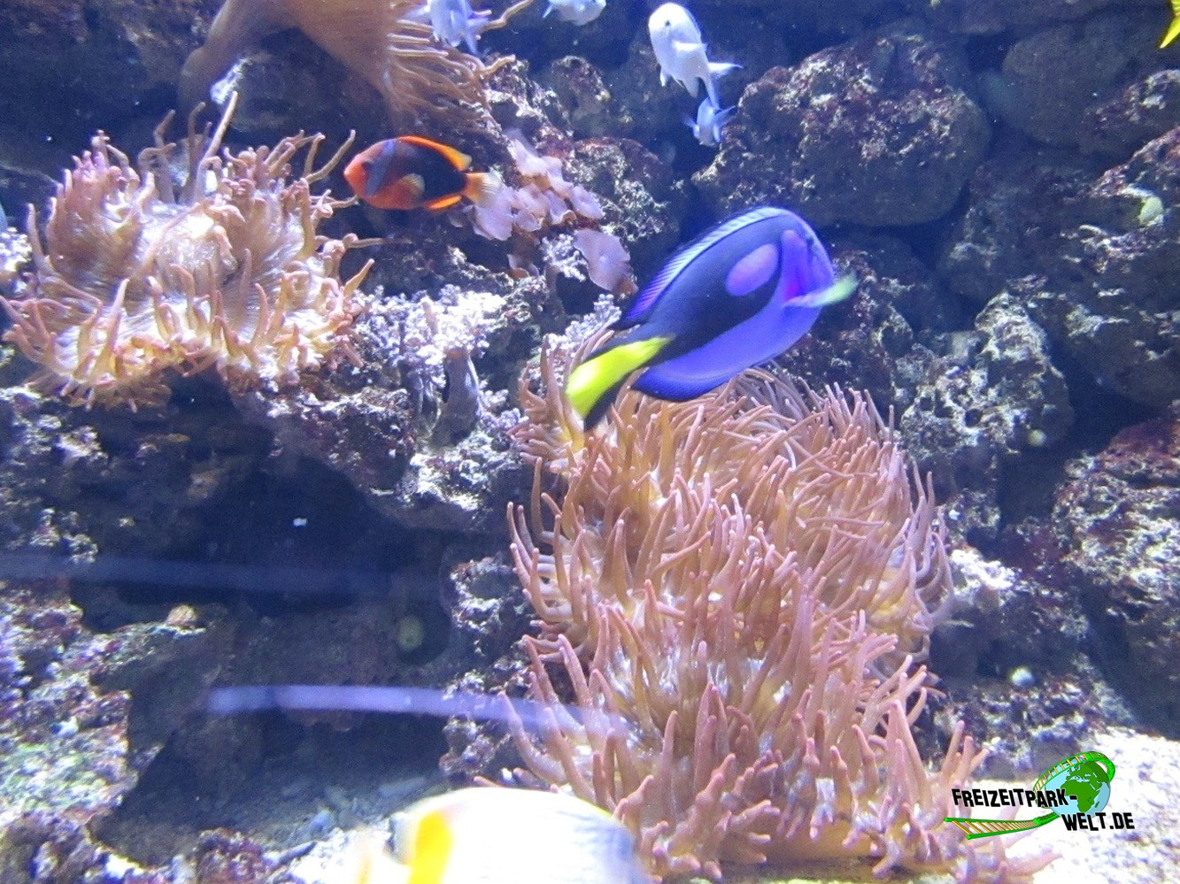 Foto Galerie 2015 - SEA LIFE Königswinter | Freizeitpark-Welt.de