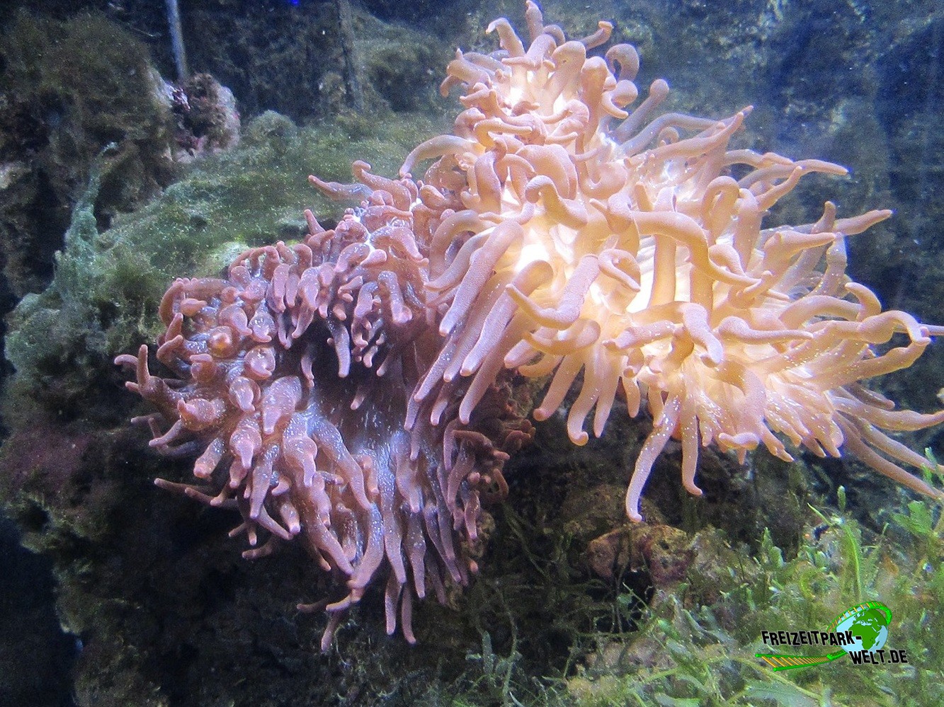 Foto Galerie 2015 - SEA LIFE Königswinter | Freizeitpark-Welt.de