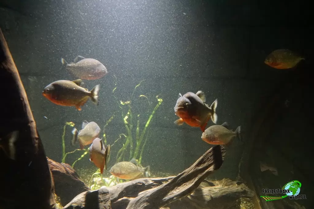Piranhas im SEA LIFE Konstanz - 2016