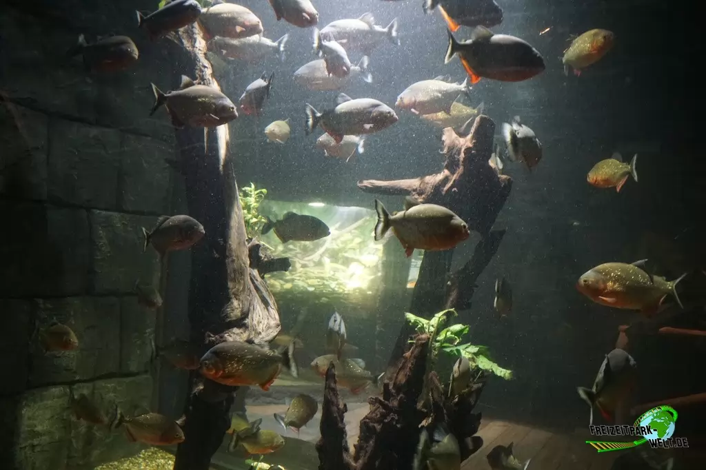 Piranhas im SEA LIFE Konstanz - 2016