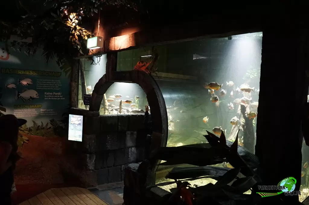 Piranhas im SEA LIFE Konstanz - 2016