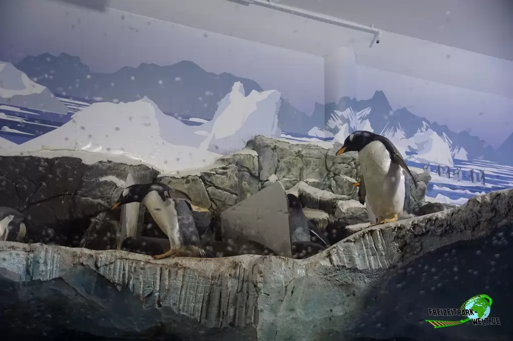 Eselspinguine im SEA LIFE Konstanz - 2016