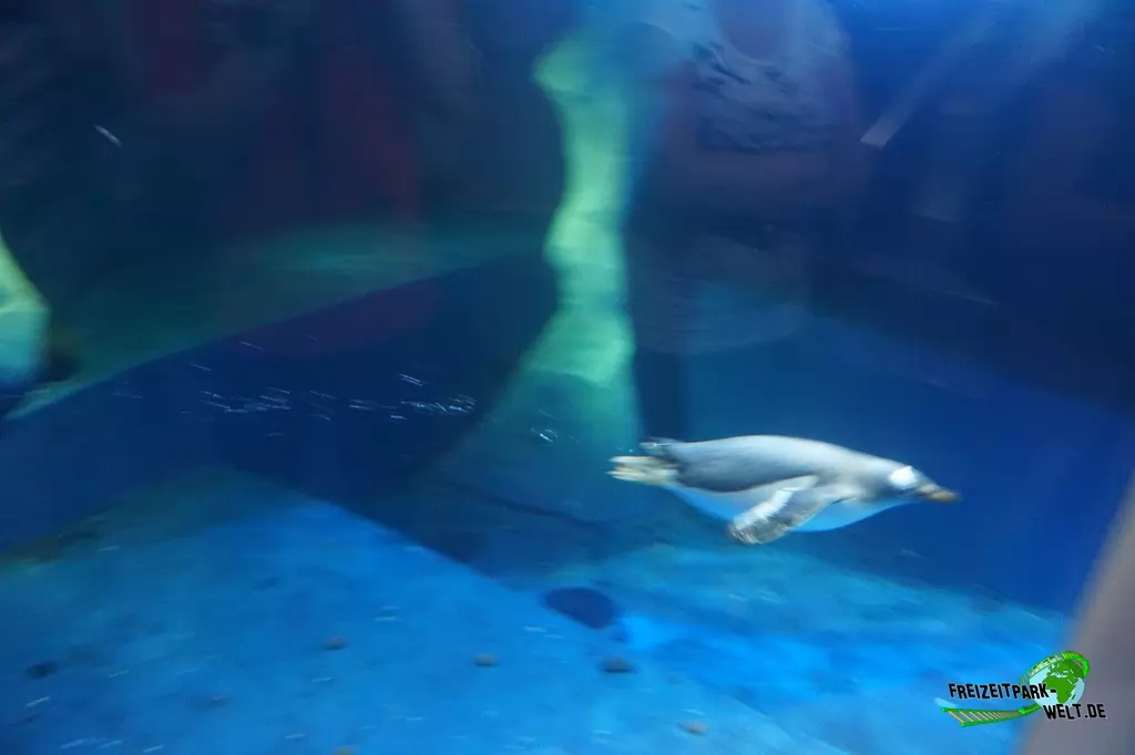 Eselspinguine im SEA LIFE Konstanz - 2016