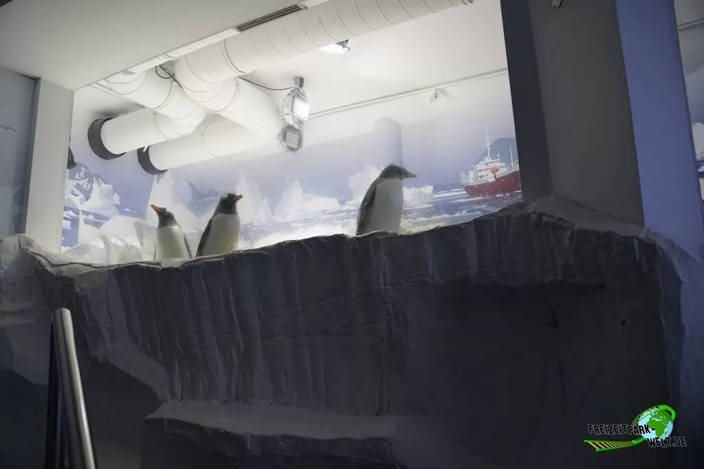 Eselspinguine im SEA LIFE Konstanz - 2016