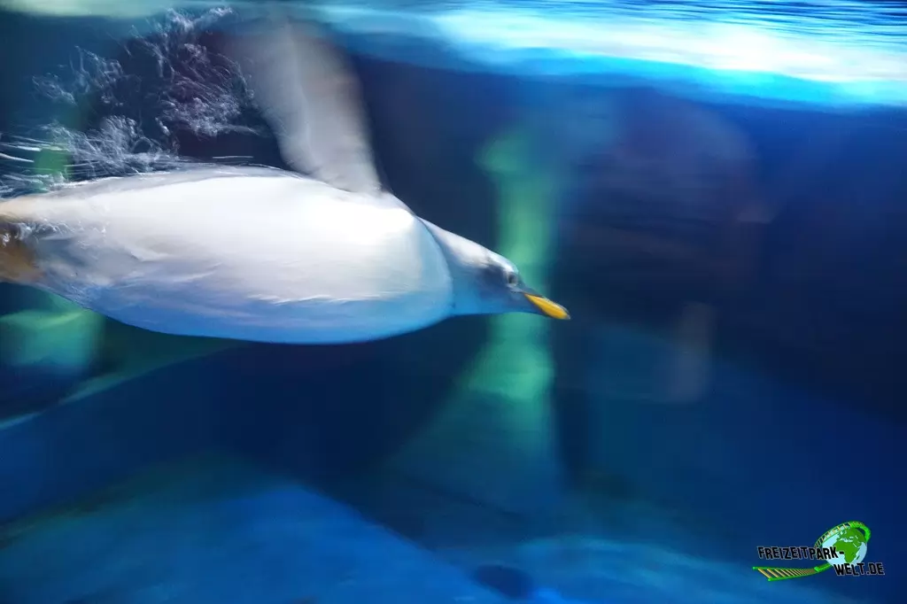 Eselspinguine im SEA LIFE Konstanz - 2016