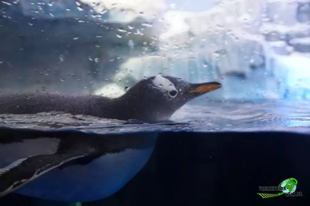 Eselspinguine im SEA LIFE Konstanz - 2016