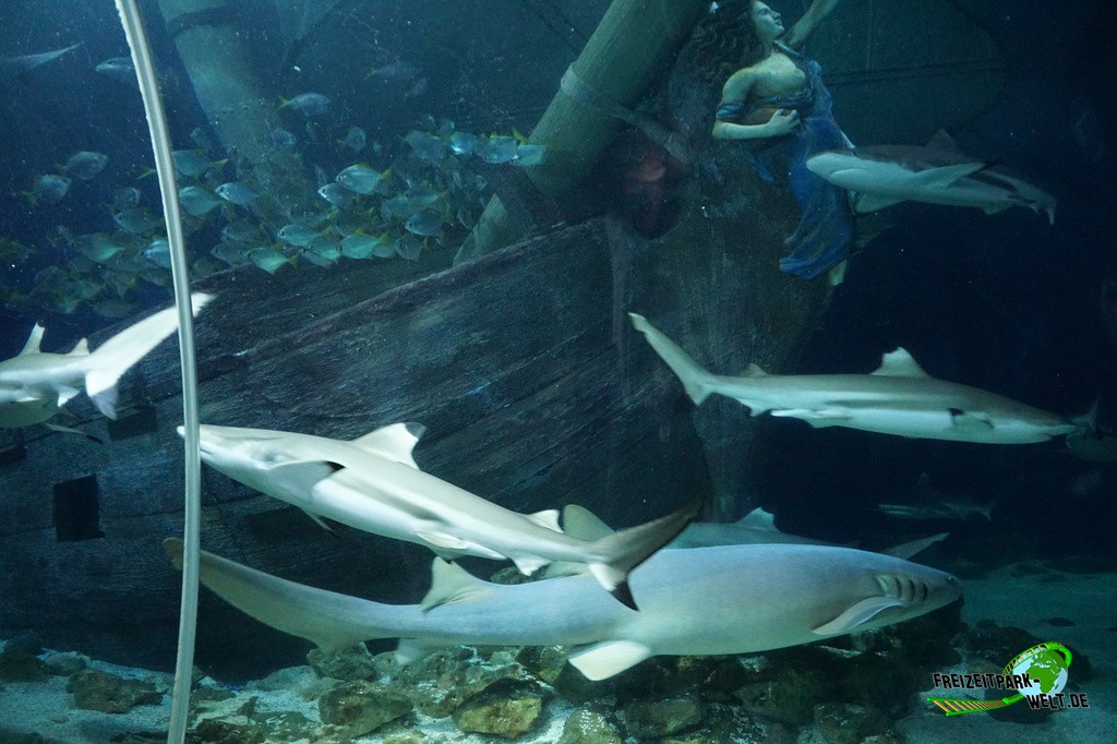 Unterwassertunnel - SEA LIFE Oberhausen