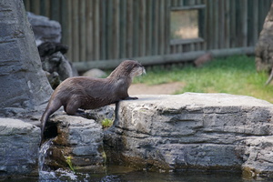 Mini-Galerie SEA LIFE Oberhausen Foto 10