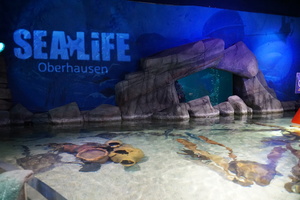 Mini-Galerie SEA LIFE Oberhausen Foto 11