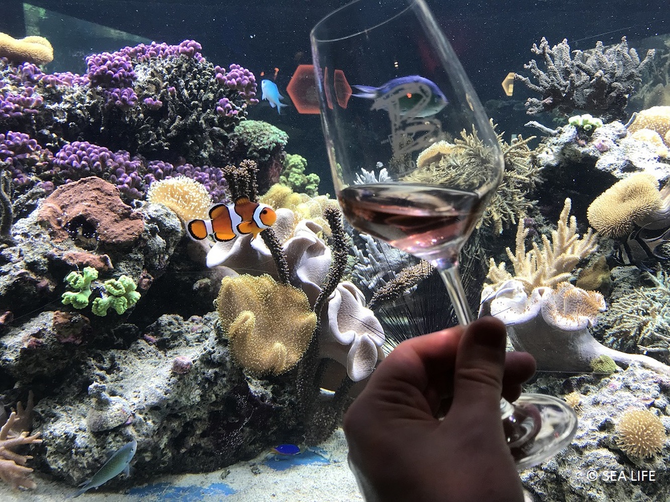 Weinprobe Unter Wasser Im SEA LIFE Speyer SEA LIFE Speyer
