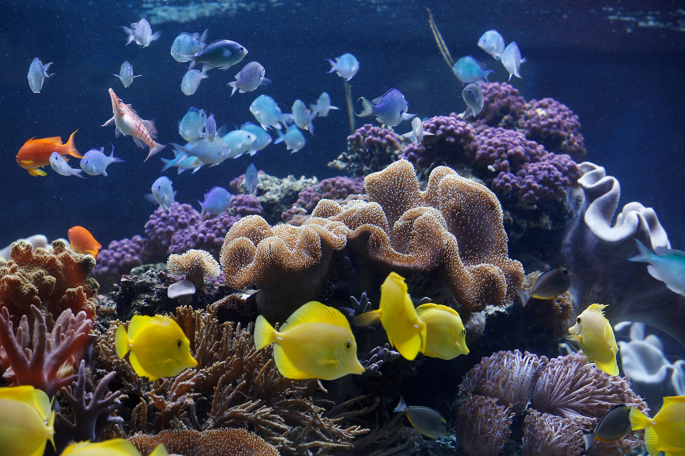 News und Events - SEA LIFE Speyer | Freizeitpark-Welt.de