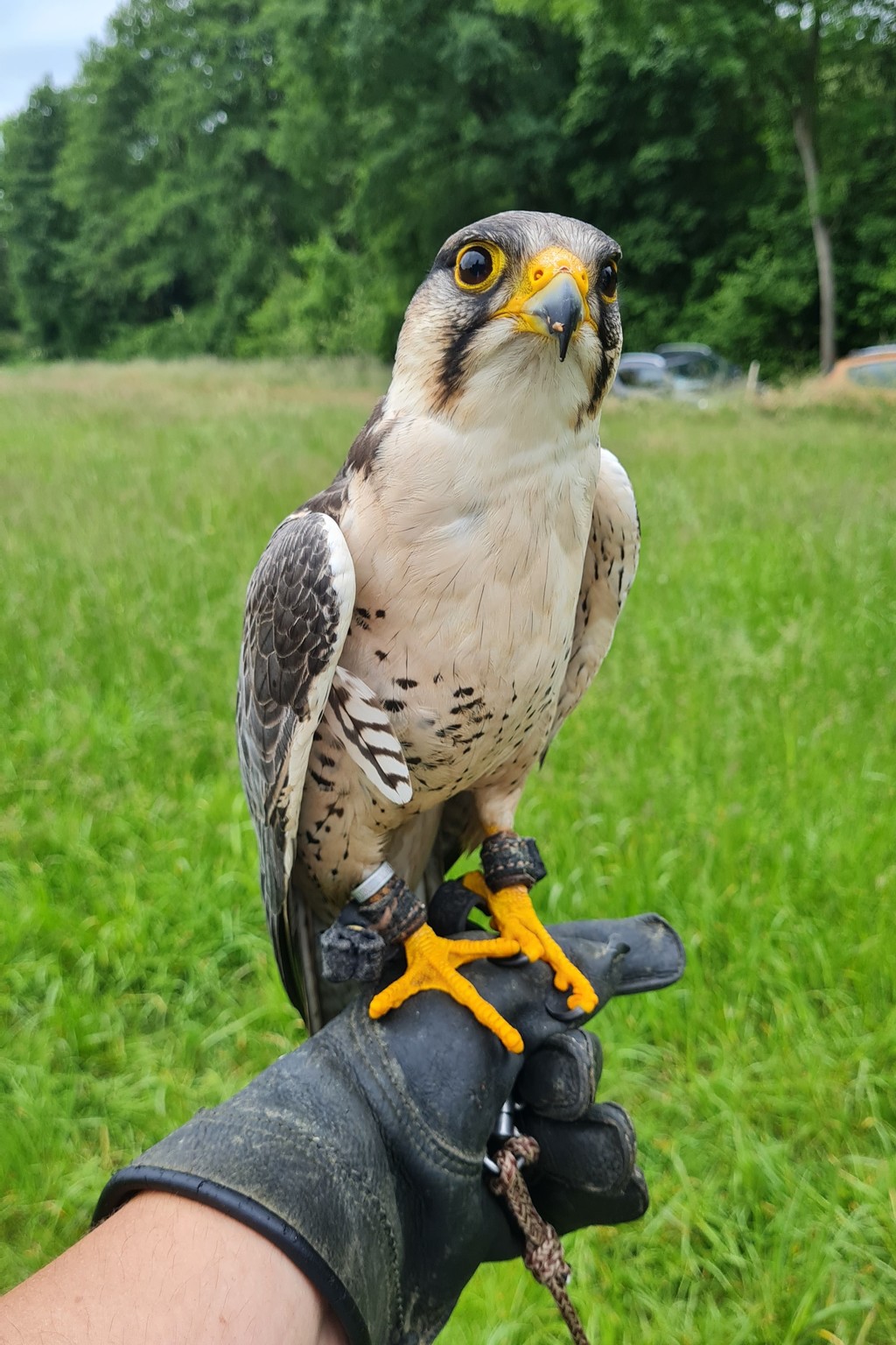 Lannerfalke im Skyhunters in Nature - 2022: Lannerfalke Kessy