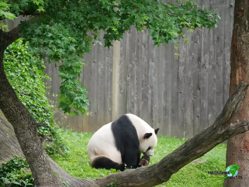Großer Panda im Smithsonian National Zoological Park - 2022