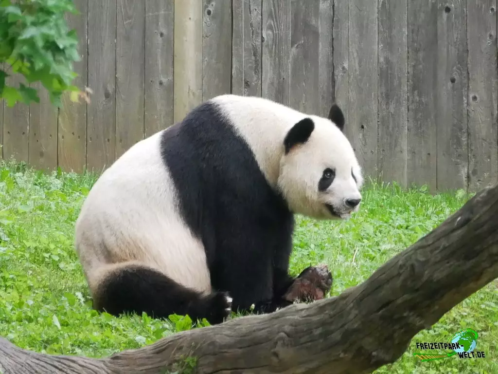 Großer Panda im Smithsonian National Zoological Park - 2022: Highlights im Smithsonian Zoo sind in jedem Fall auch die Großen Pandas.