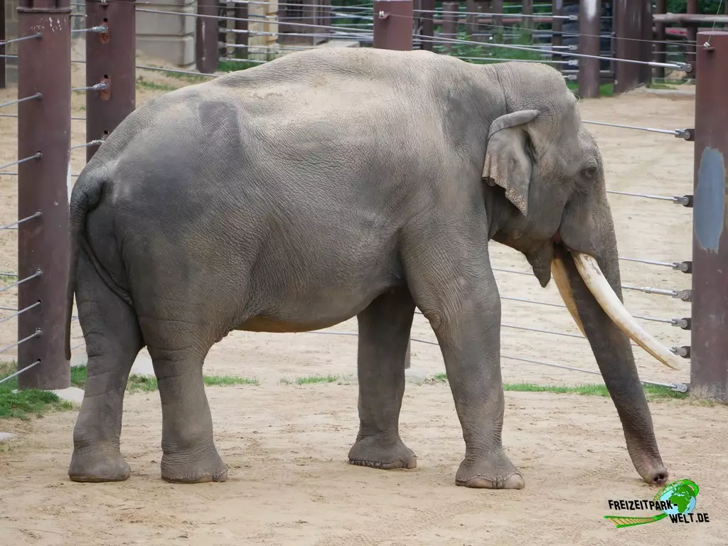 Asiatischer Elefant im Smithsonian National Zoological Park - 2022
