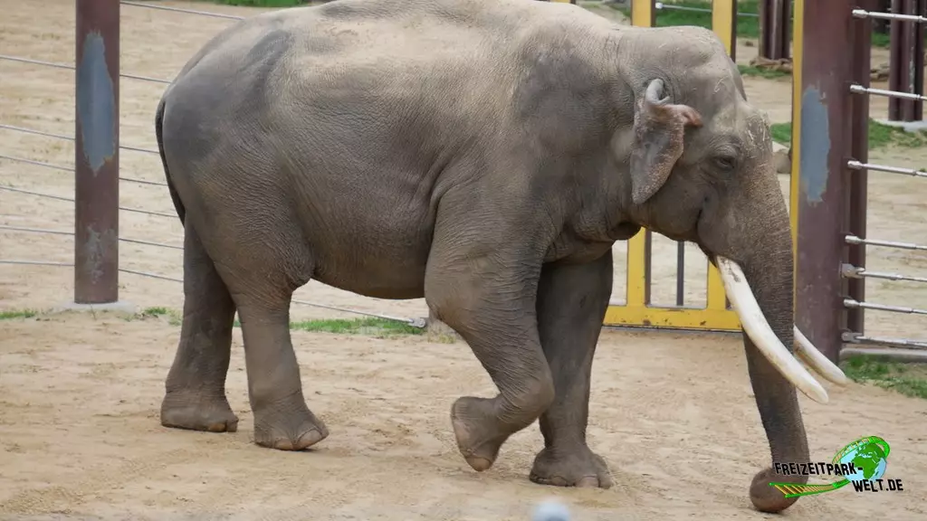 Asiatischer Elefant im Smithsonian National Zoological Park - 2022