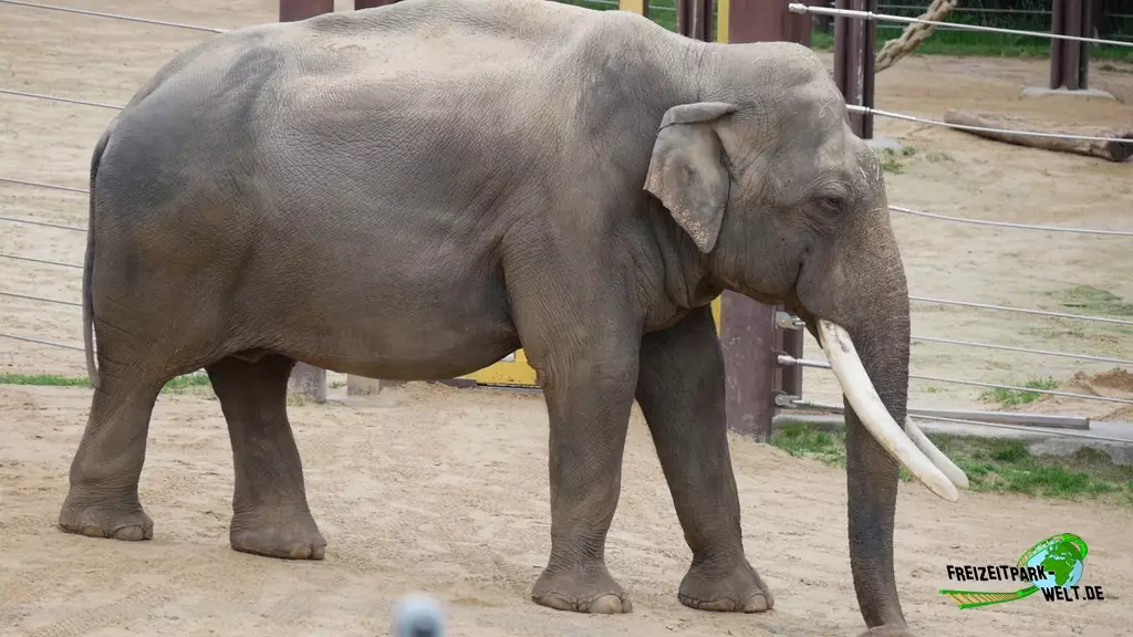 Asiatischer Elefant im Smithsonian National Zoological Park - 2022