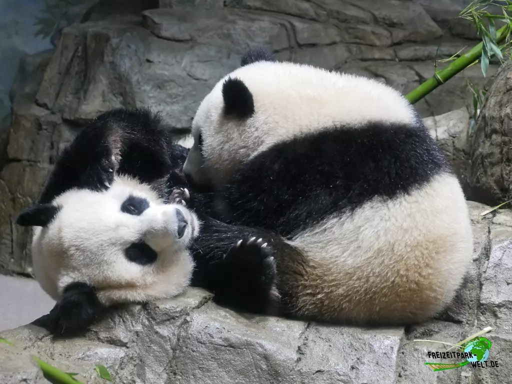 Großer Panda im Smithsonian National Zoological Park - 2022