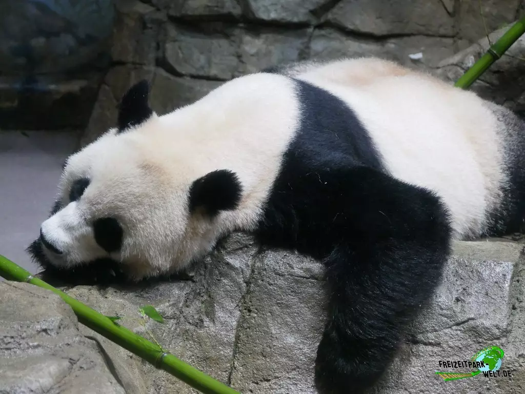 Großer Panda im Smithsonian National Zoological Park - 2022