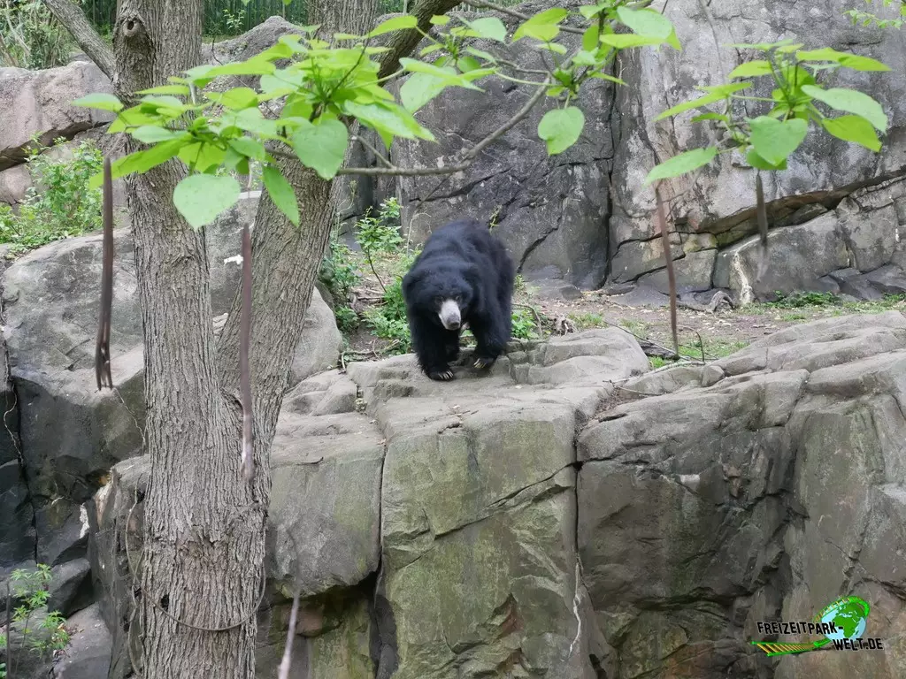 Brillenbär im Smithsonian National Zoological Park - 2022