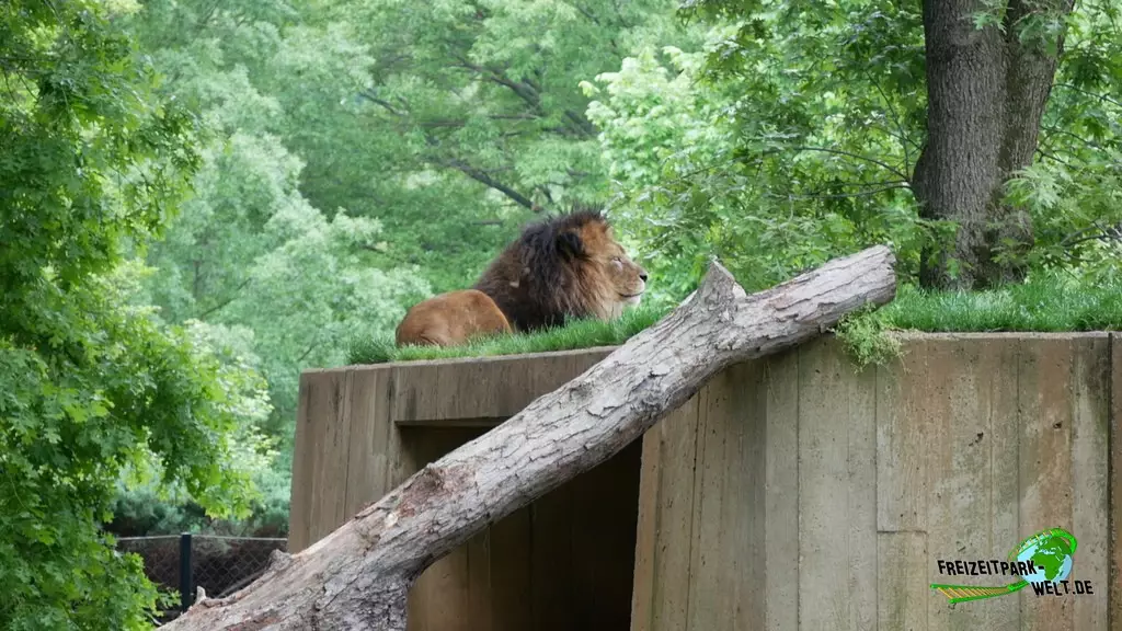 Berberlöwe im Smithsonian National Zoological Park - 2022