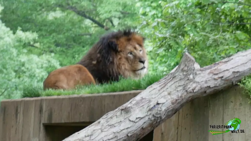 Berberlöwe im Smithsonian National Zoological Park - 2022