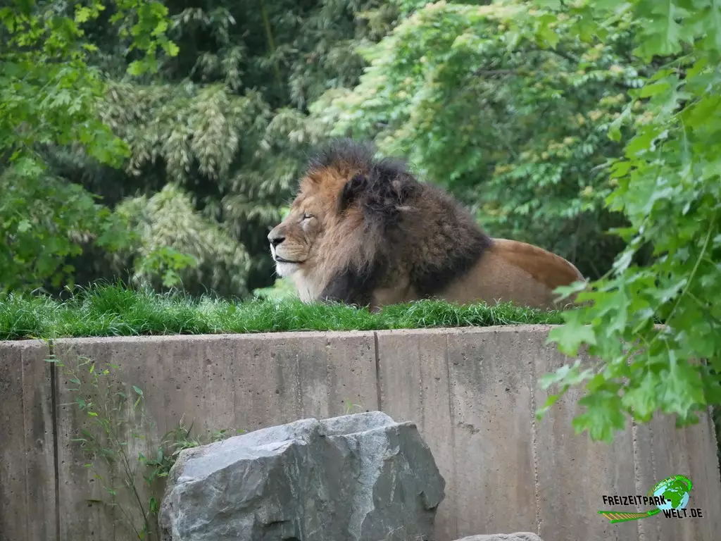 Berberlöwe im Smithsonian National Zoological Park - 2022