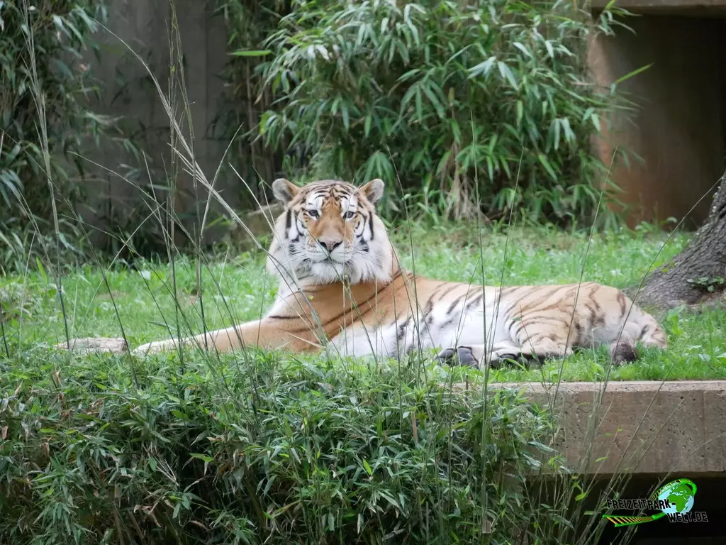 Sibirischer Tiger im Smithsonian National Zoological Park - 2022