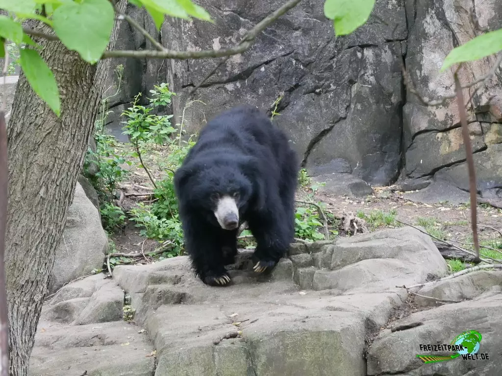 Brillenbär im Smithsonian National Zoological Park - 2022