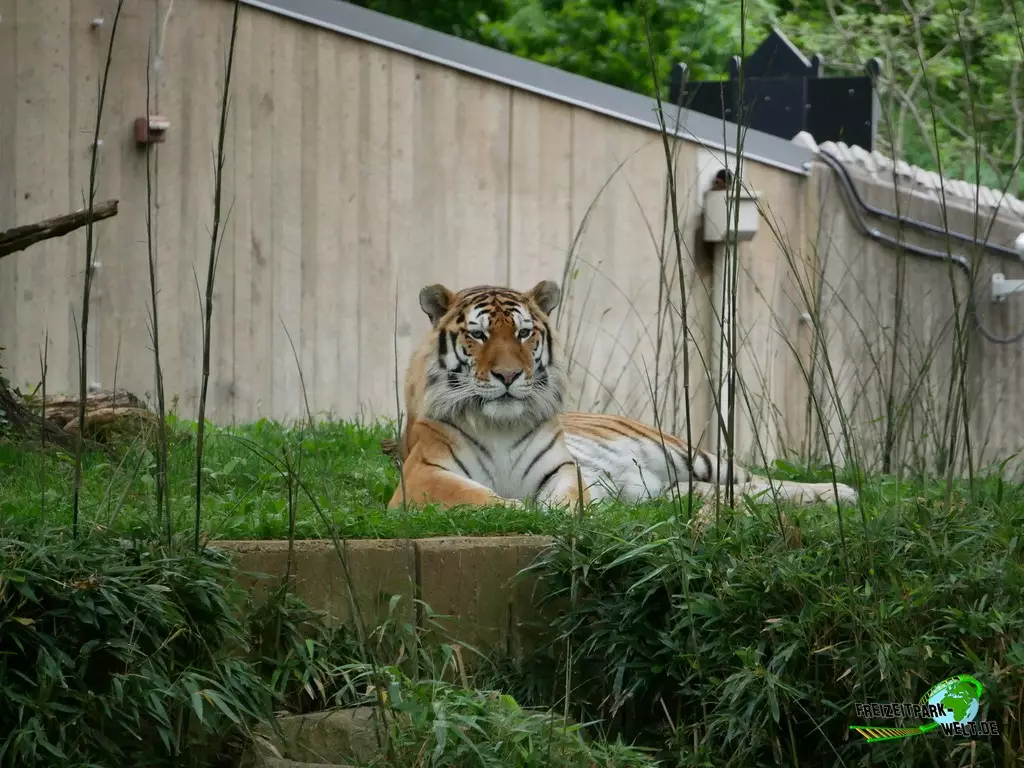 Sibirischer Tiger im Smithsonian National Zoological Park - 2022
