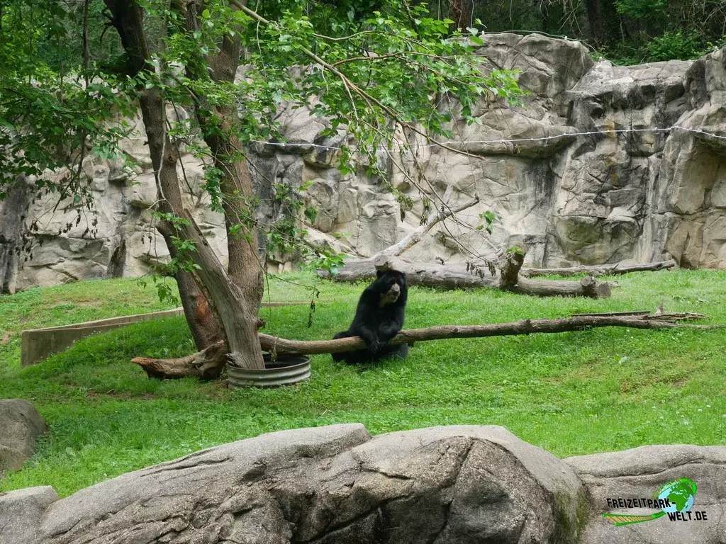 Brillenbär im Smithsonian National Zoological Park - 2022