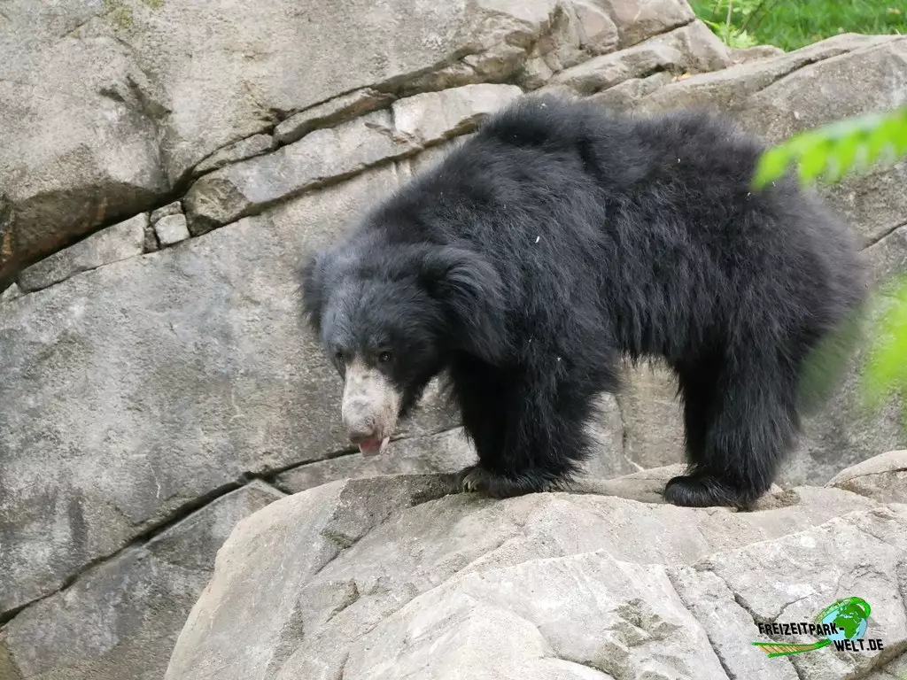 Brillenbär im Smithsonian National Zoological Park - 2022