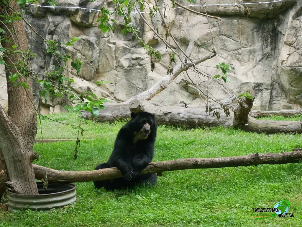Brillenbär im Smithsonian National Zoological Park - 2022