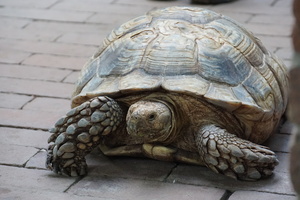 Die freilaufenden Landschildkröten sind ein besonderer Anziehungspunkt für Kinder. - Foto 1