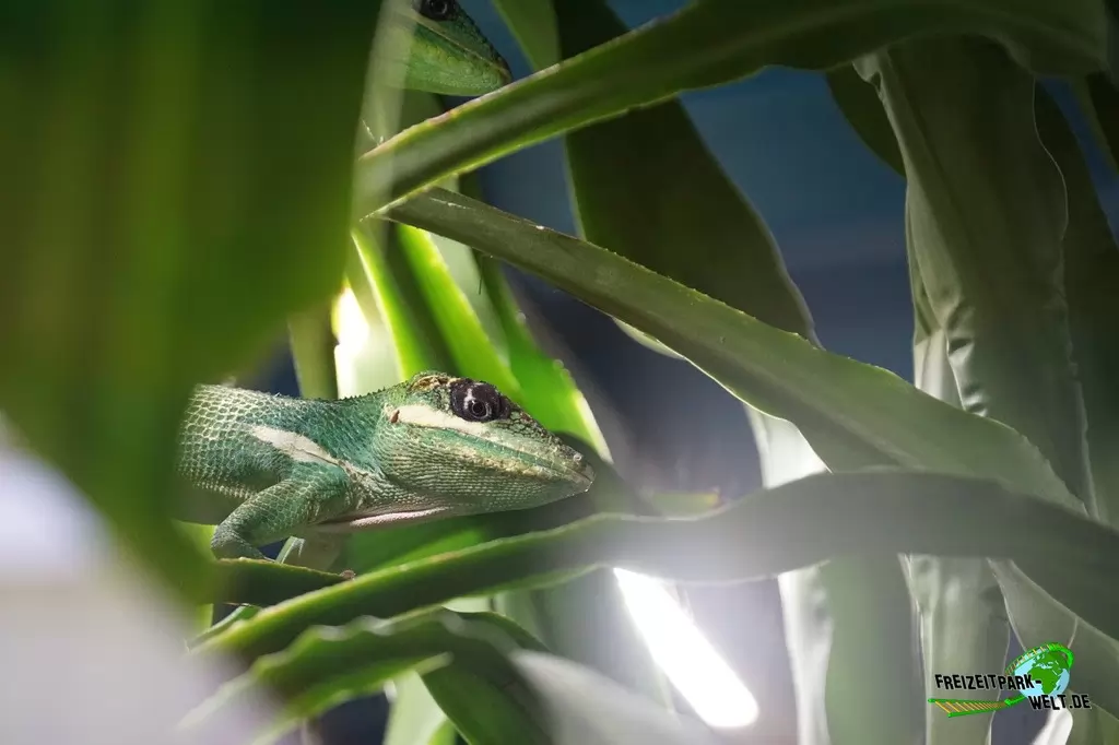 Jemenchamäleon im TerraZoo Rheinberg - 2017