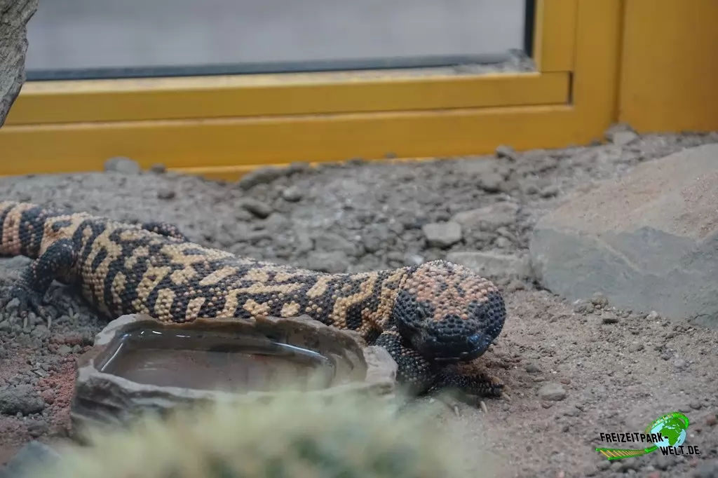 Gila-Krustenechse im TerraZoo Rheinberg - 2017