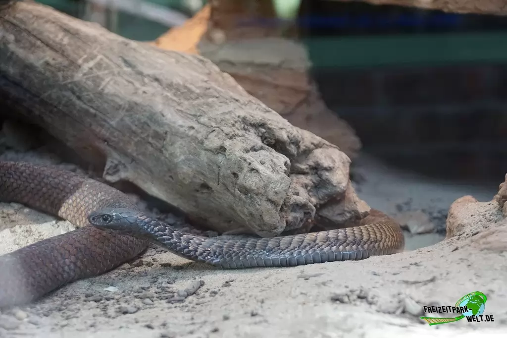 Arabische Kobra im TerraZoo Rheinberg - 2017