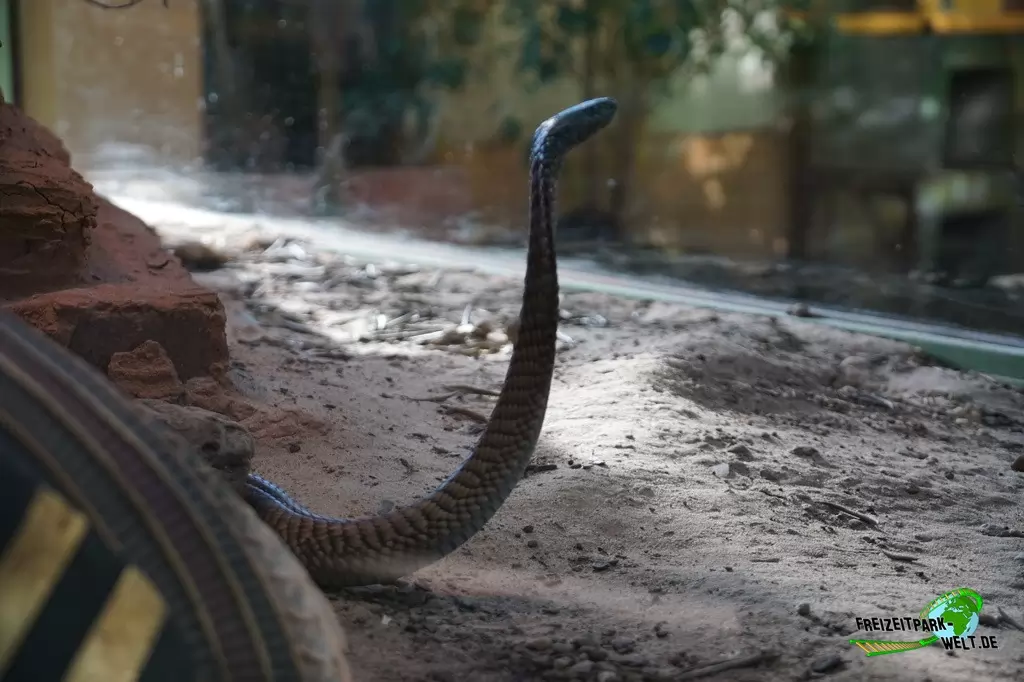Arabische Kobra im TerraZoo Rheinberg - 2017